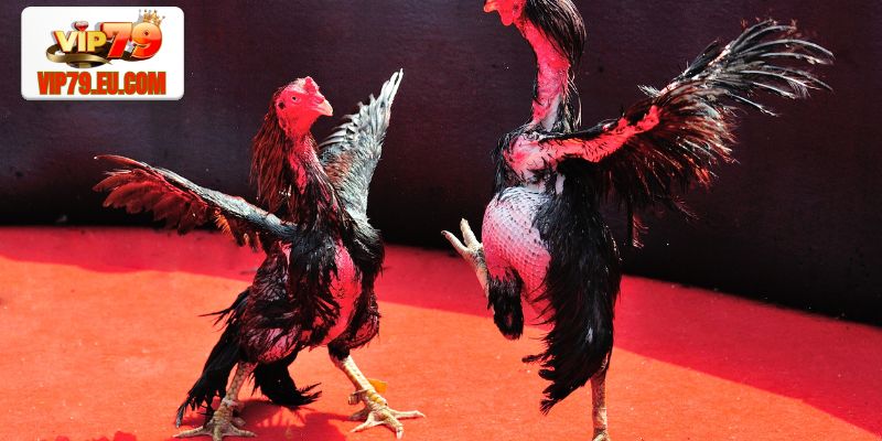 Tổng Hợp Kèo Cược Đá Gà Vip79 Và Những Kinh Nghiệm Bất Bại