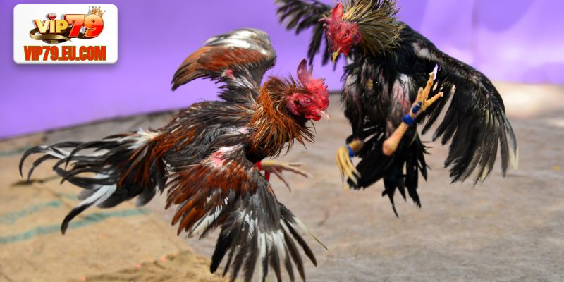 Sảnh Gà WS168 - Đẳng Cấp Đá Gà Cực HOT Trong Năm 2025